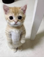 Man with out love tiktok edit