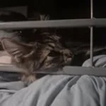 die of death block (1.4)