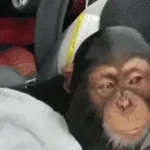 Imaqtpie's boosted monkey sound effect