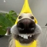 spys a good litle boy