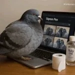 l'omerta chinoise pigeon