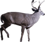 Gypsy Rose got that D