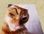 Spuma puma