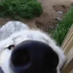 Sniff dog