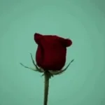 i like it when we kiss with a tounge.. gtfoy tounge