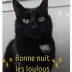 bonne nuit le loulou