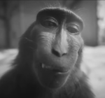 Stick Bug Meme | Bee swarm remix