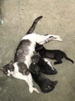 Mongoloid Wow wow wow galeng Meme clip