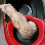 birdies introduction