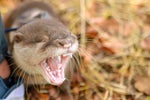 Otter Scream