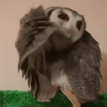 The Drugs Owl 3