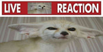 cat scream ending