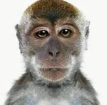 Te voy a violar pendejo de mierda [MEME]