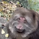 Monkej