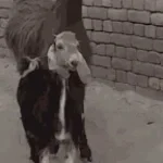 Aah madame la chèvre 🕺