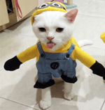 Stimpee Moaning