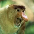 oh non fais passa siltepla