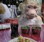 Hog Rider Sound Effect