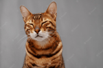 Cat Purr Sound Effect (HD)