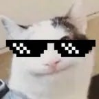cat with shades meme