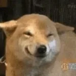 bark fart