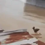 Wilson Lo siento!😭 - Sound