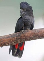 Tropical bird, black cockatoo, single squawk