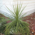 Spike Planted Female Voiceline Valorant Gaming Sound Effect HD