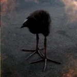 pukeko DAYUM