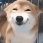 Hihi