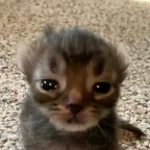 yo se que la tengo chikita