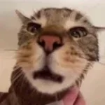 gato mineiro