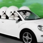 Vous vous savez pas conduire