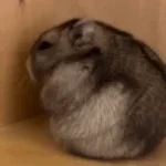sad hamster