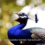 Yelling Peacock
