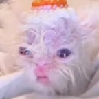 alien cat better trust me