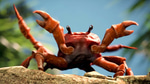 Crab Rave - Sound