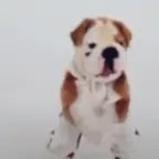 FNAF 2 ambience meme (copy)