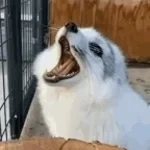 White Fox Q