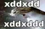 Cat laugh