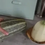 MC Courgette - Courgette style