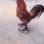 aquel pollo se volvio gallo ejje - Sound