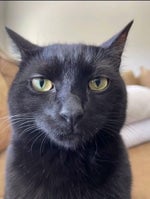 Anuncio Don Kamaron Meme completo y original