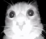 Cat Meows At The Door