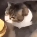 Here Kitty you can have cheeze burger