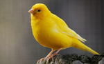 Canary Song Long
