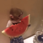 100 kr for en vandmelon - Sound