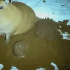 DADDY buy me north korea NO!