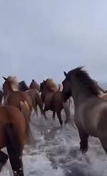 I Just Lost My Dawg (Angelic)