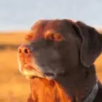 cooked dog let me know! Slow Edition